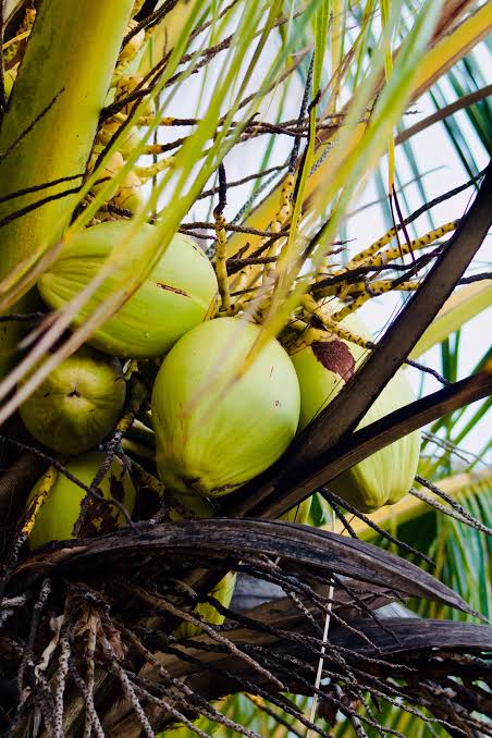 Fresh Coconut & Tender Coconut
