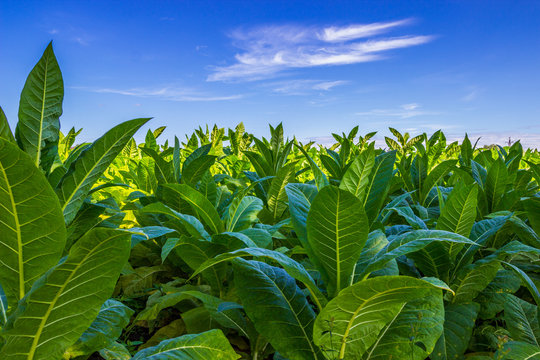 Tobacco Leaves